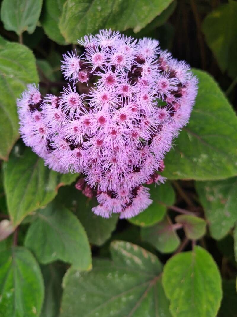 Bartlettina sordida