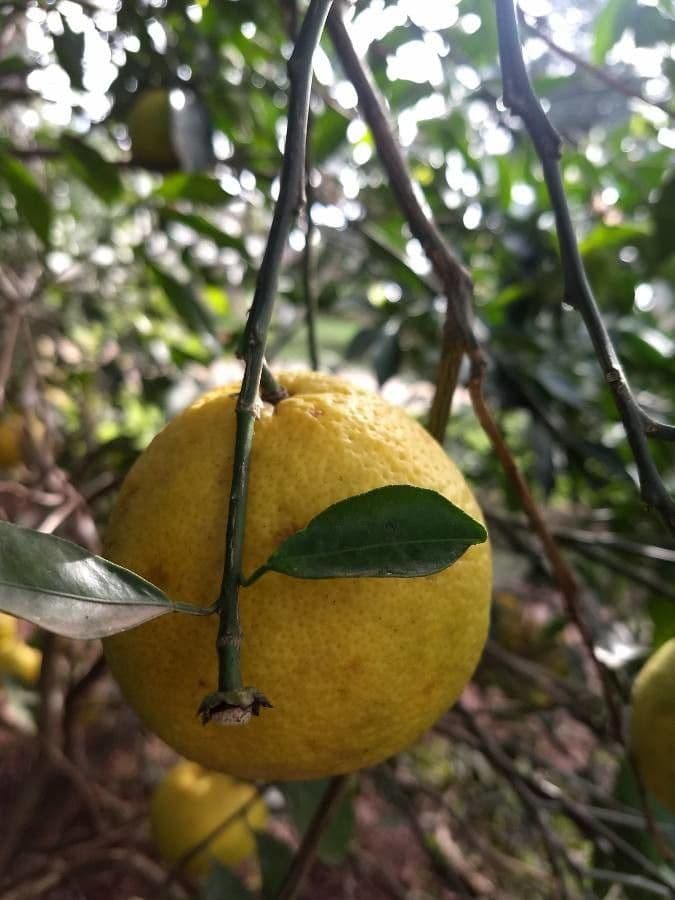 Arancio amaro