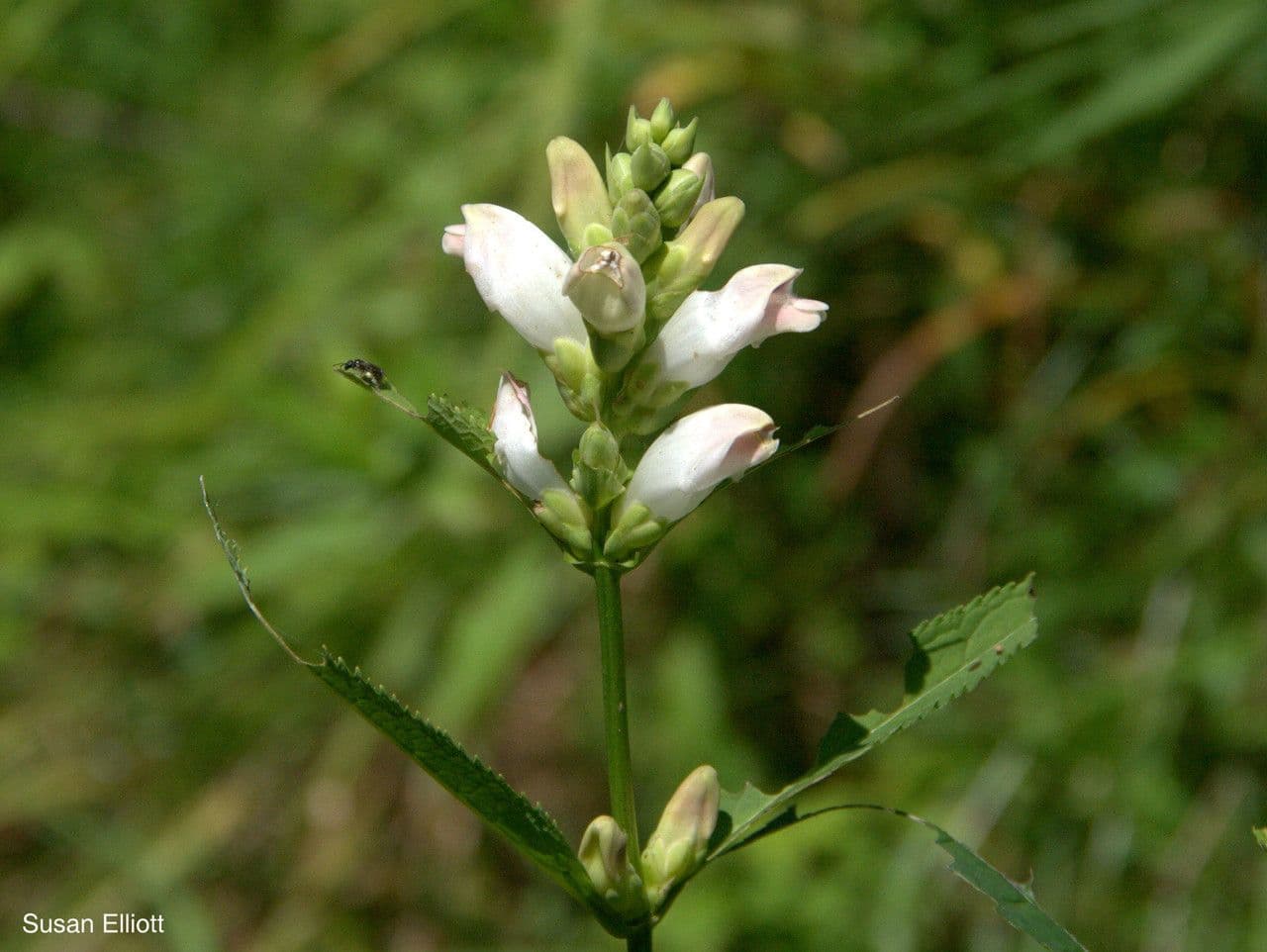 Chelone glabra 9