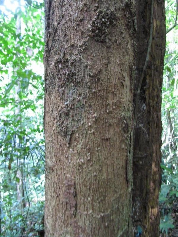 Sextonia 11