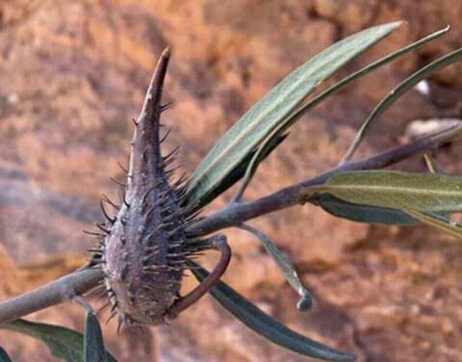 Gomphocarpus sinaico