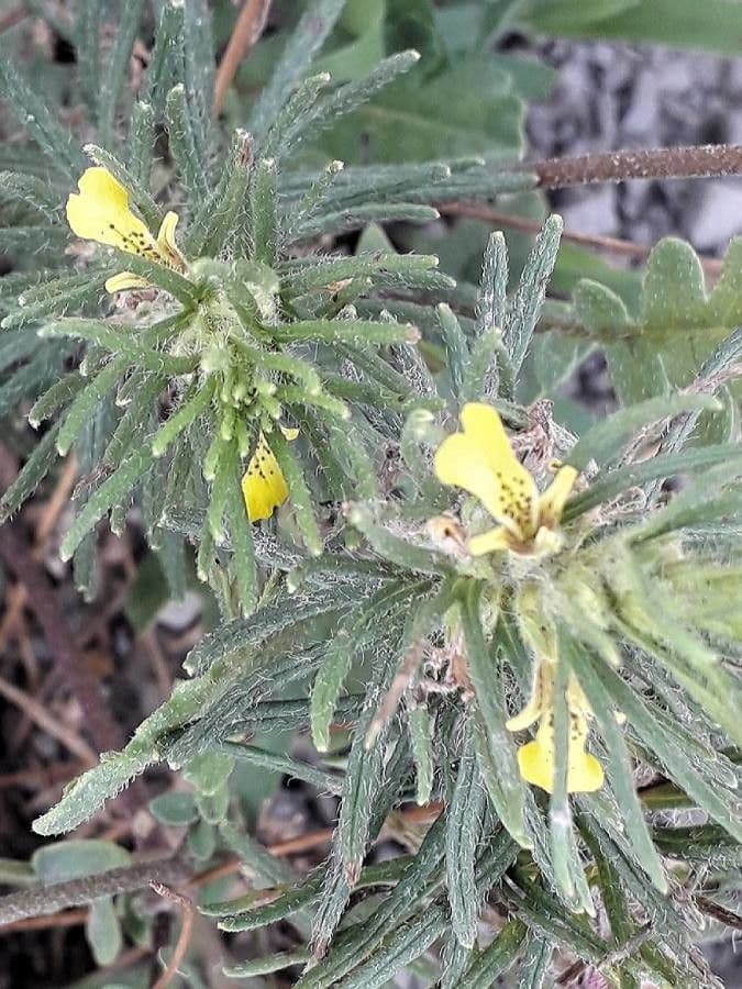 Bugle petit-pin 3