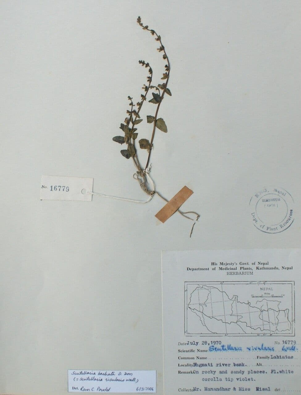 Bärtiger Helmkraut 7
