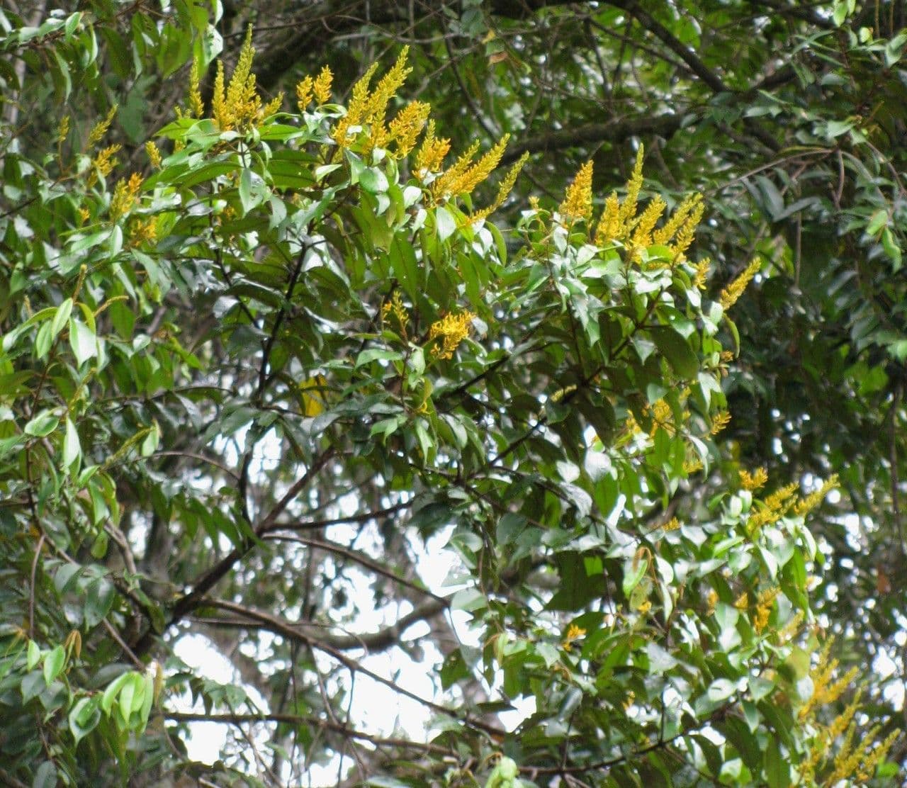 Vochysia 9