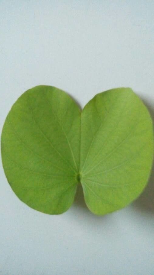 Bauhinia variegata 17