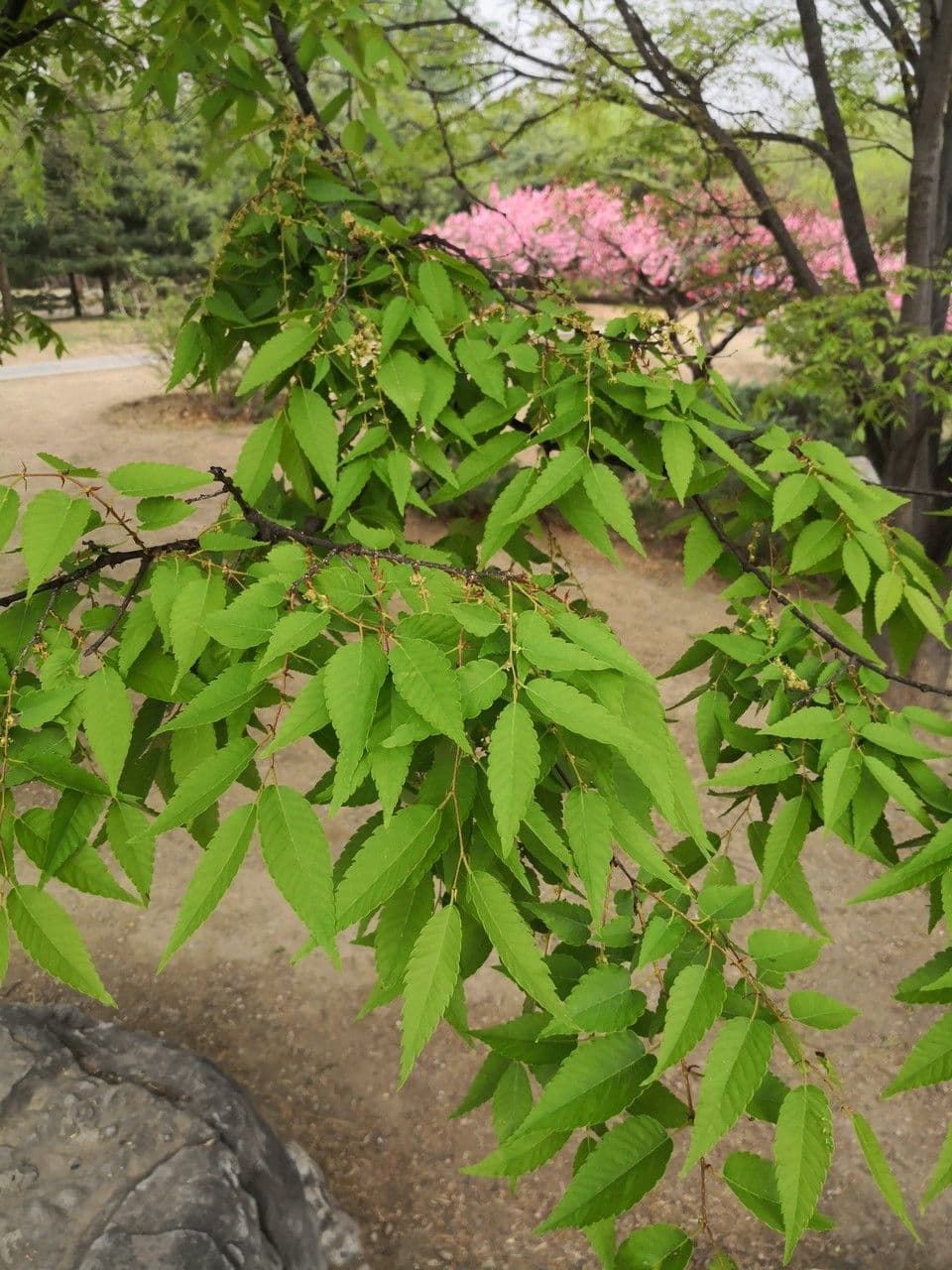 Zelkova 8