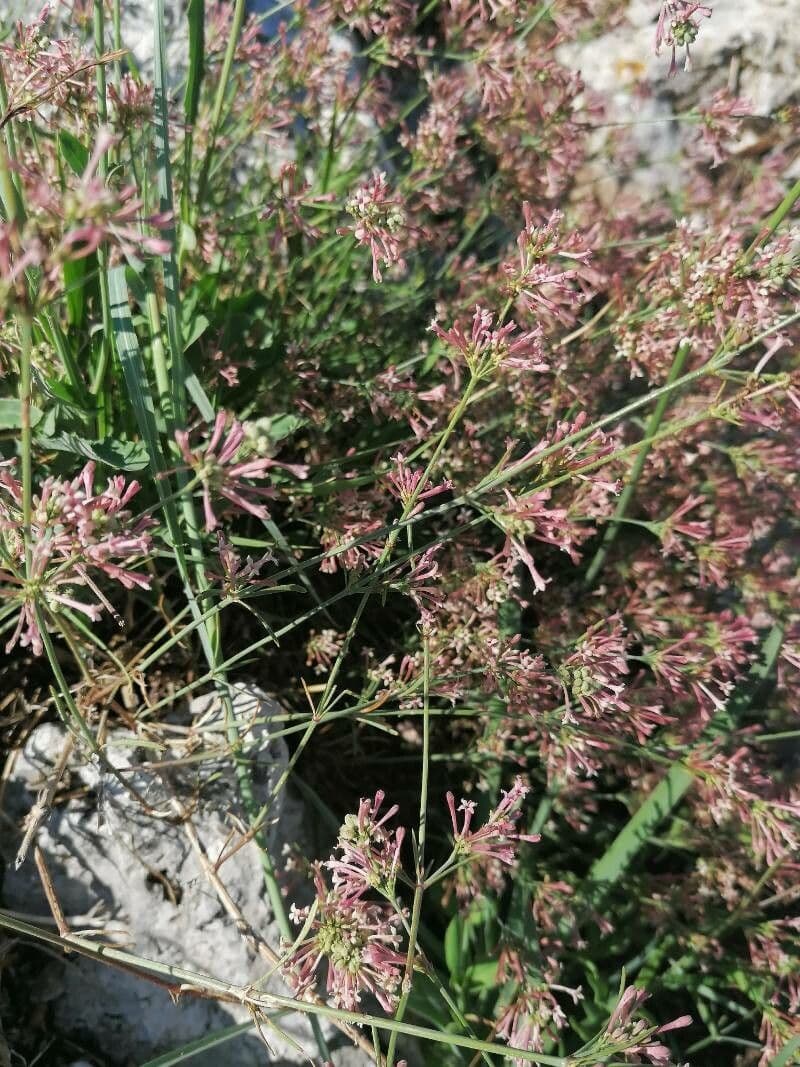 Asperula aristata 9