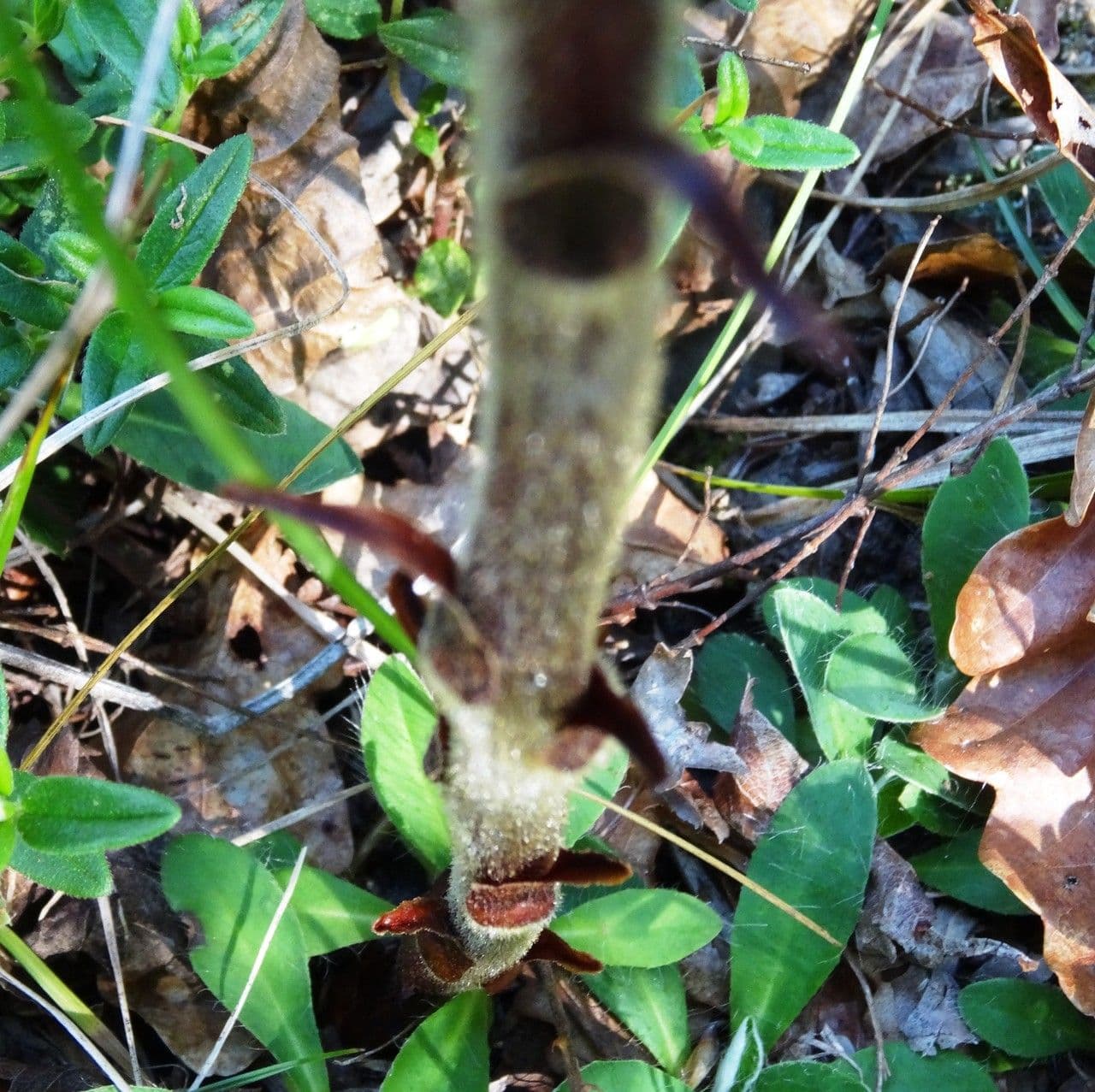 Succiamele gracile 11