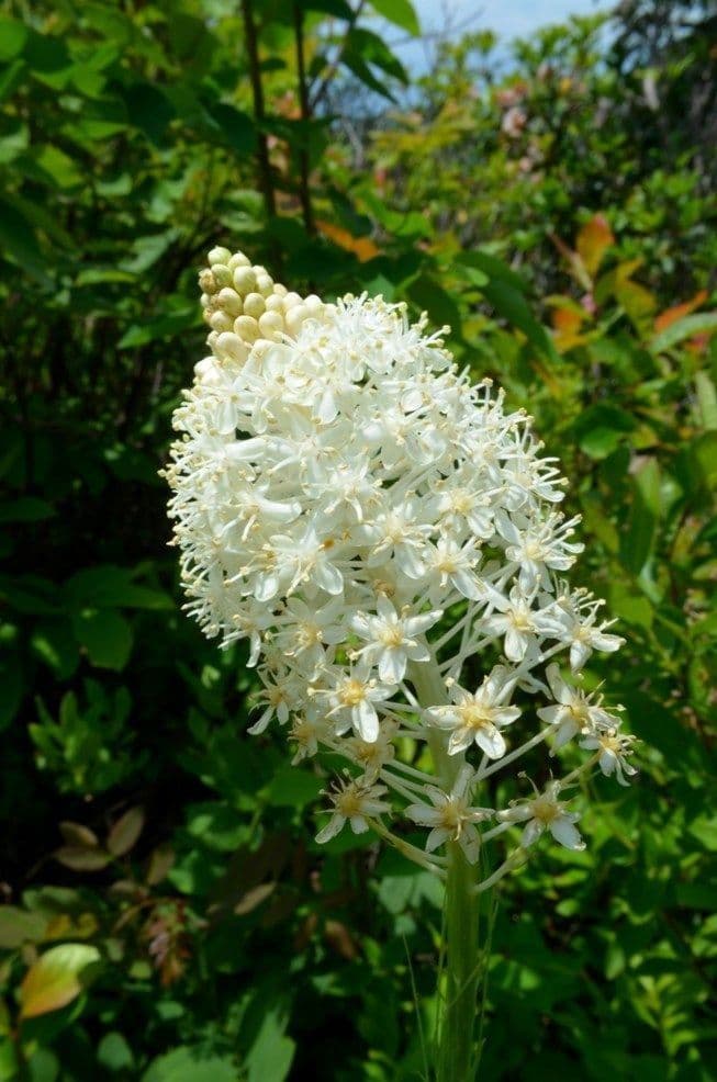 Xerophyllum 2