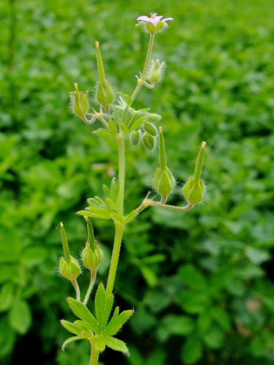 Géranium fluet 27