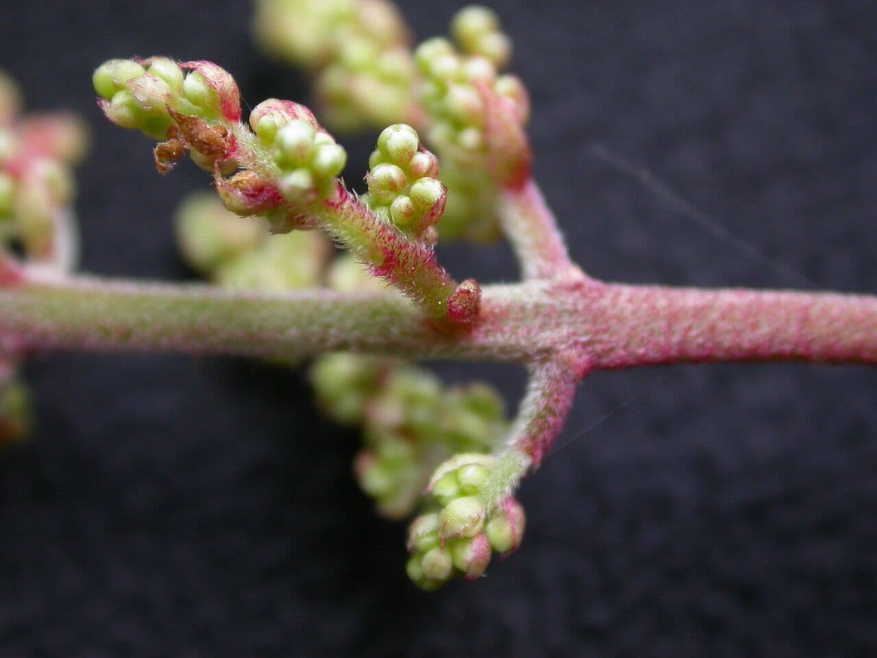 Meliosma 8