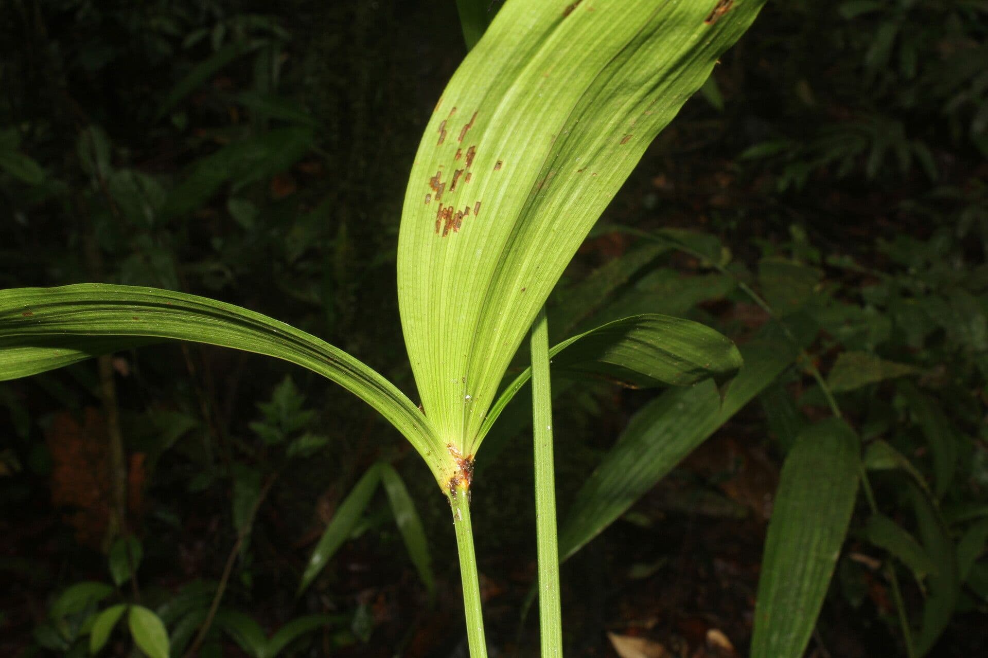 Mapania 10