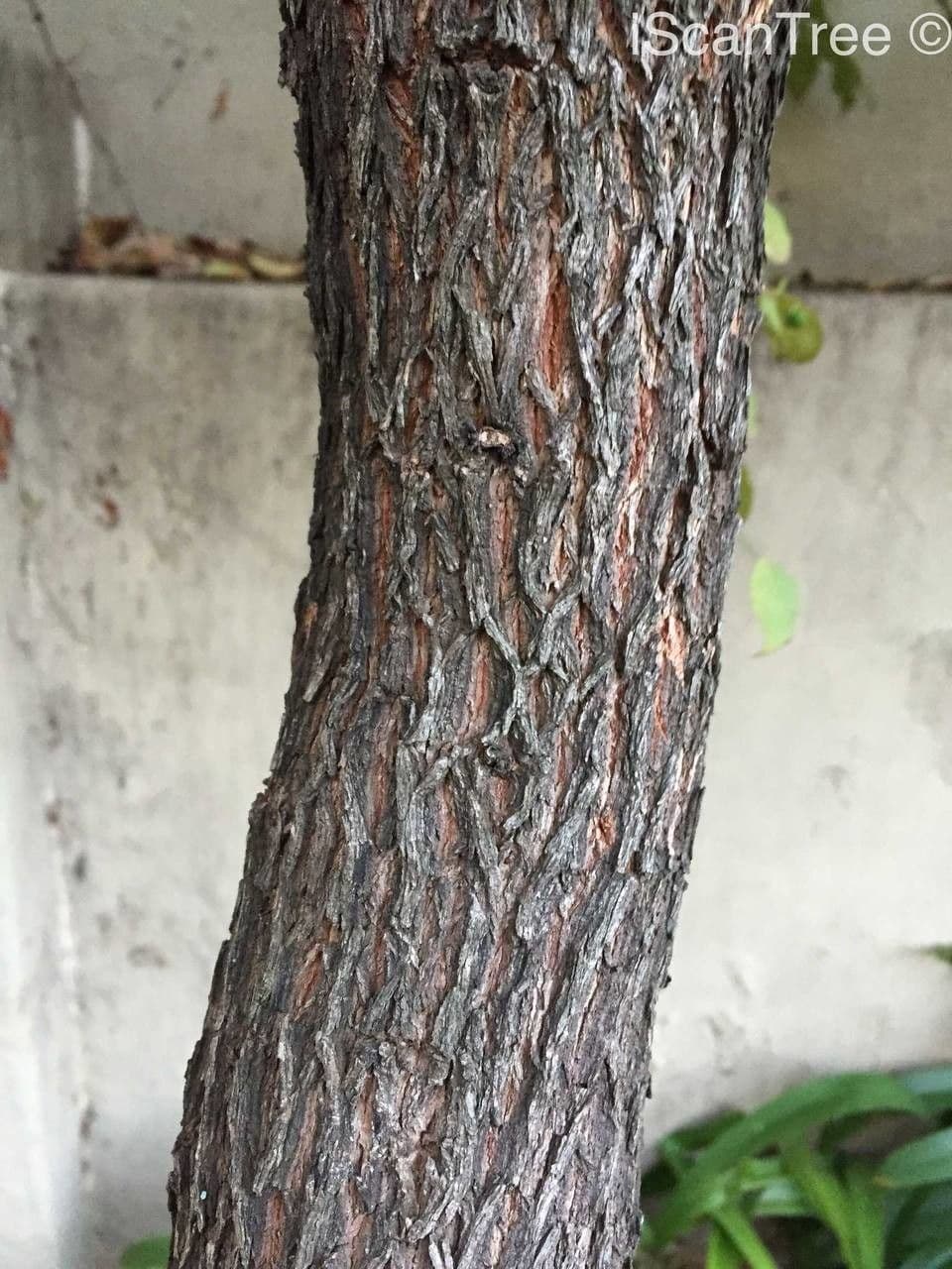 Halleria lucida 22
