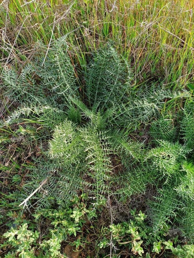 Cynara humilis 12