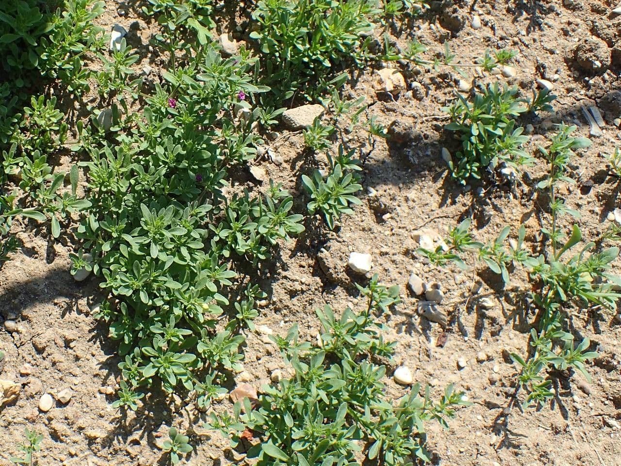 Kleinblütige Kalibrachoa 8