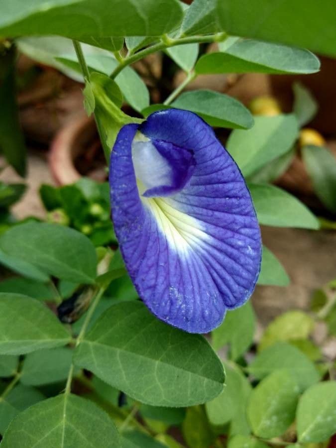 Clitoria ternatea 10