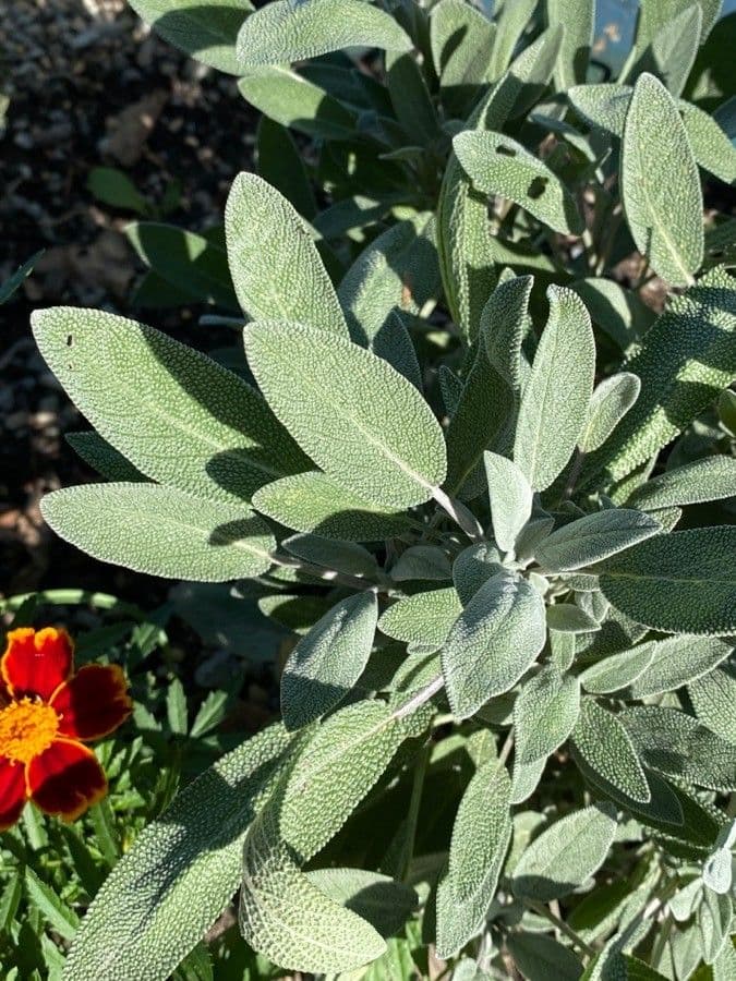 Šalvia lekárska 16