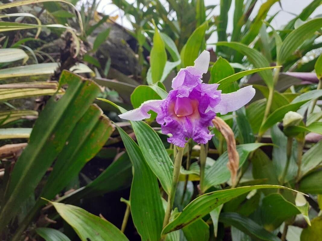 Sobralia
