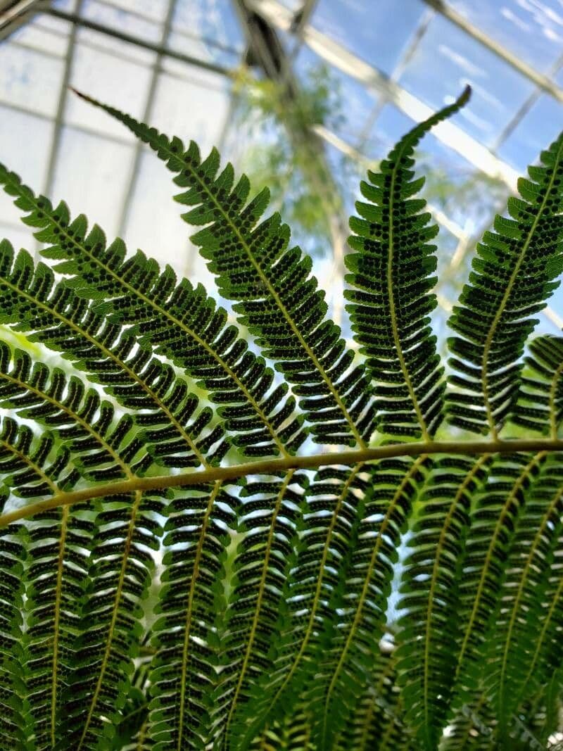 Sphaeropteris