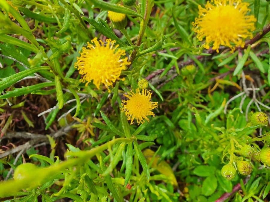 Senecione