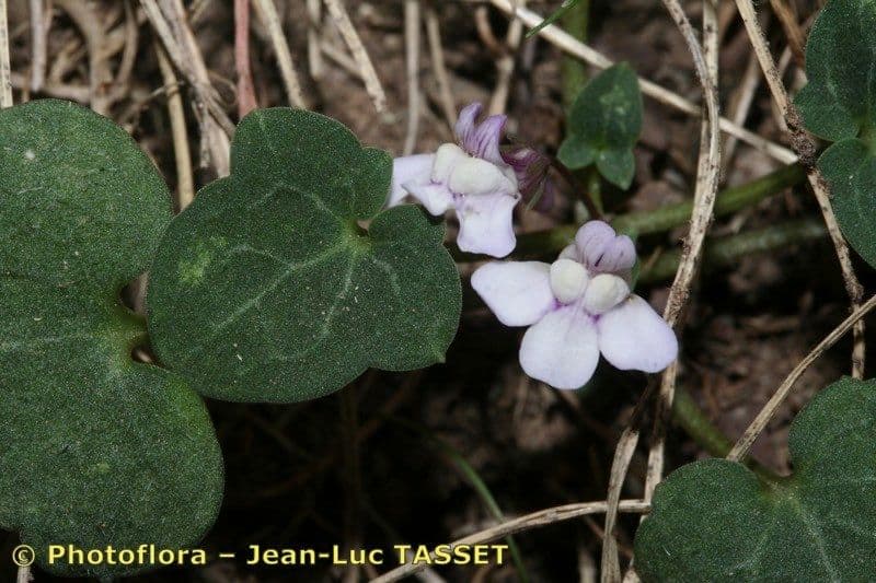 Cymbalaria 11