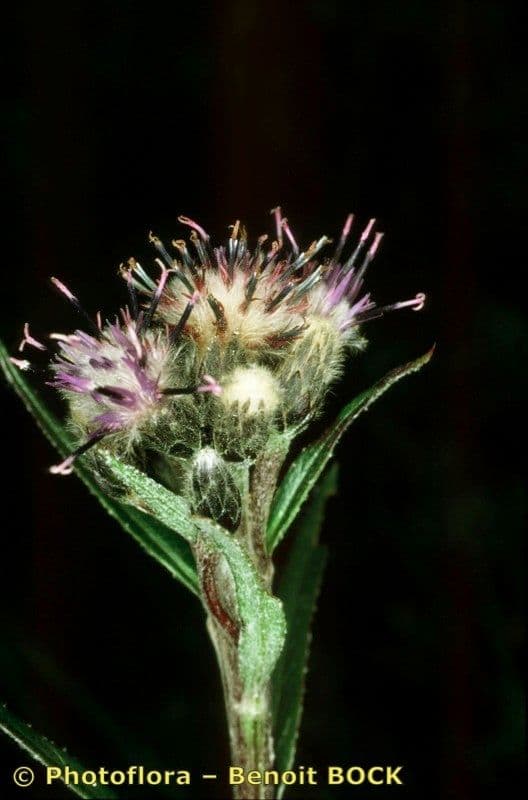 Saussurea 22