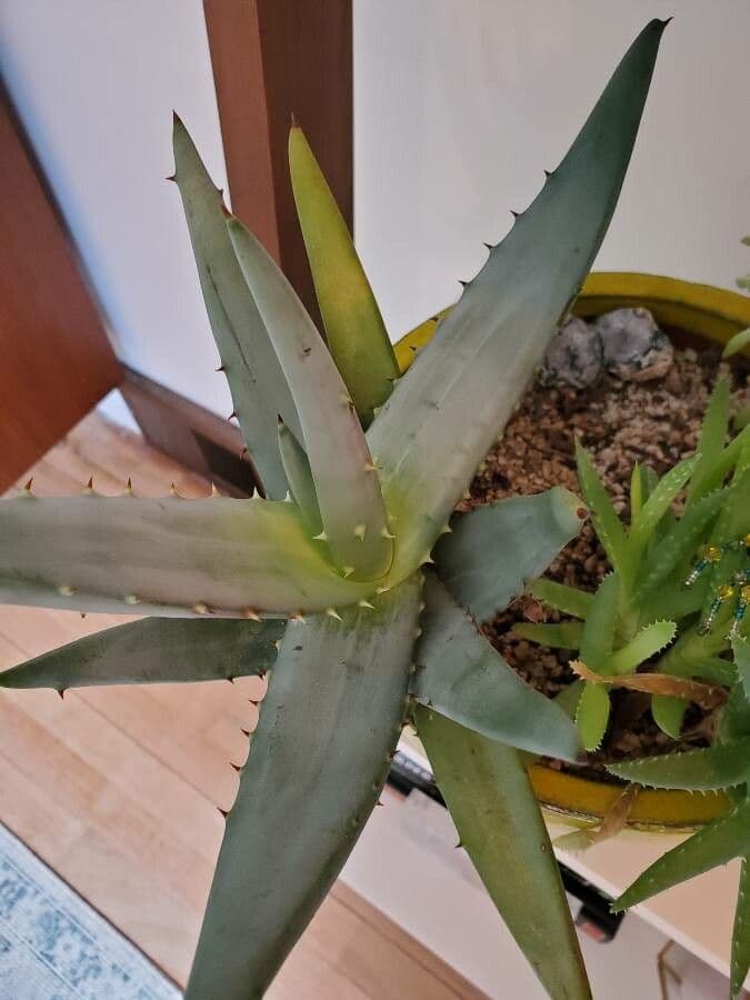 Aloe 5