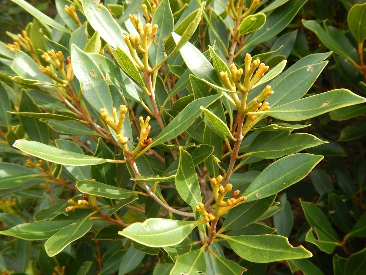 Syzygium 12