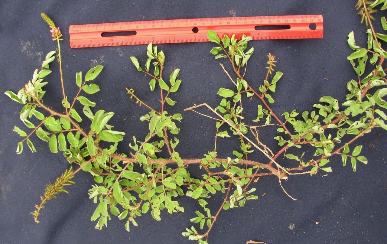 Indigofera 22