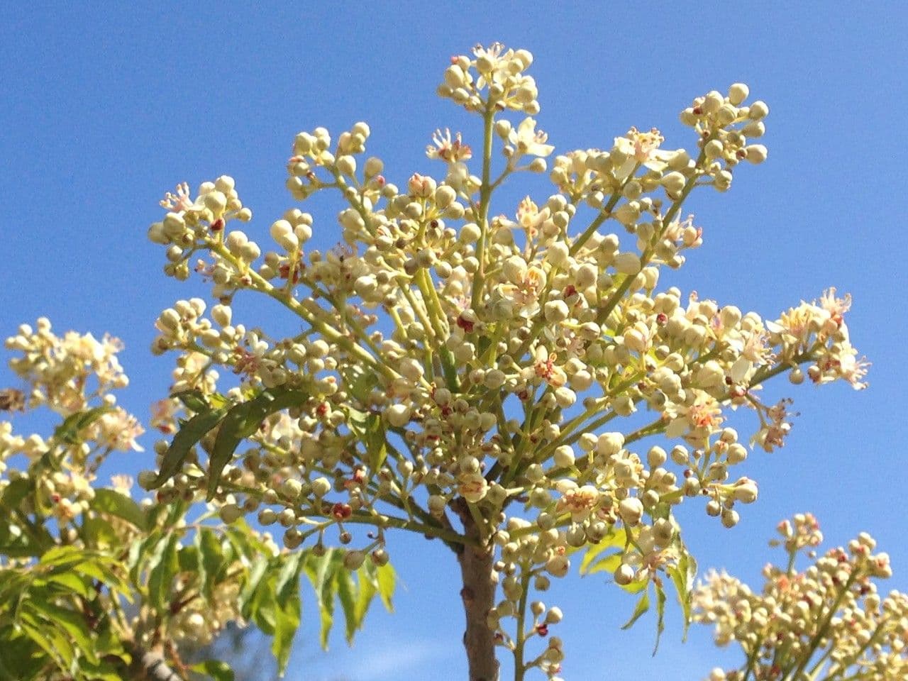 Clausena anisata 8