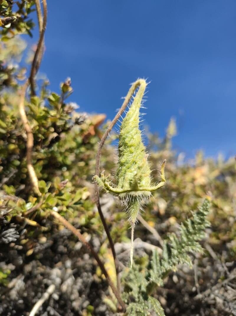 Caiophora 4