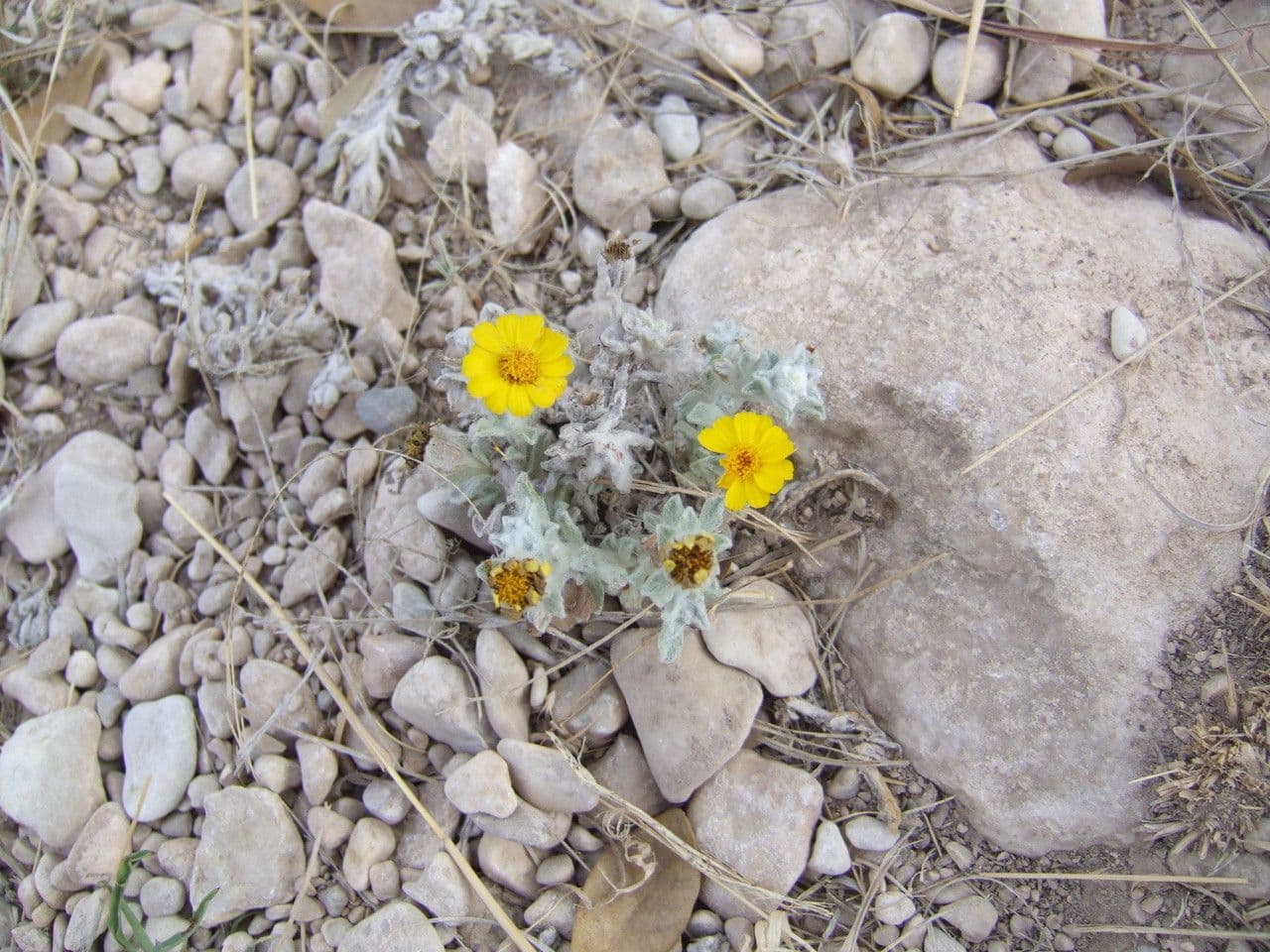 Thymophylla