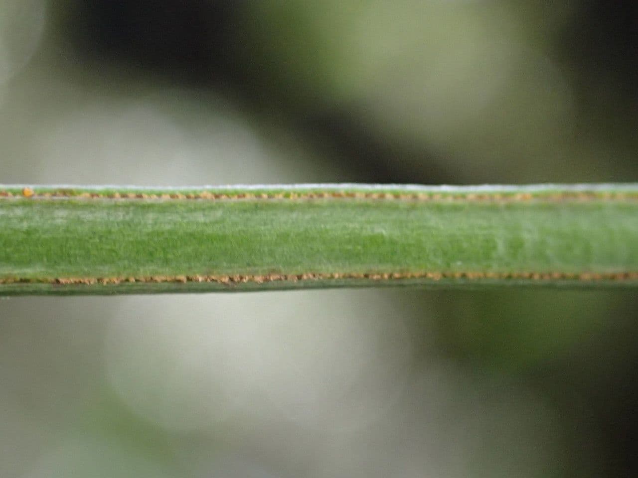 Vittaria 2