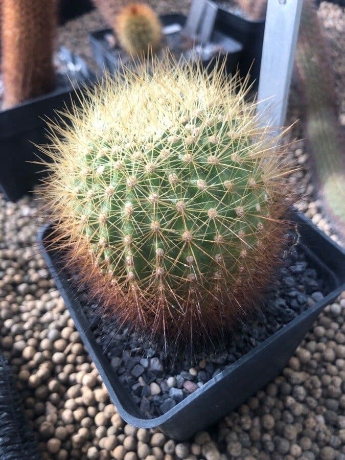 Matucana 3