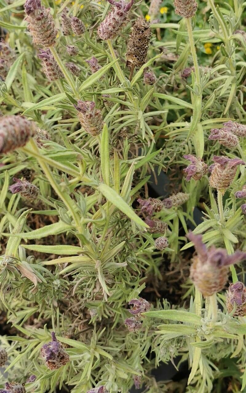 Lavanda selvatica 28