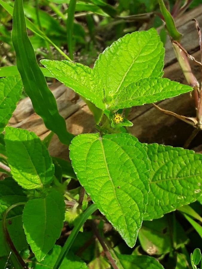 Eleutheranthera ruderalis