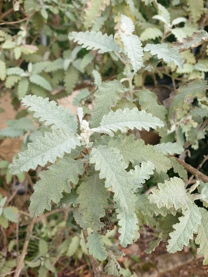 Buddleja 5