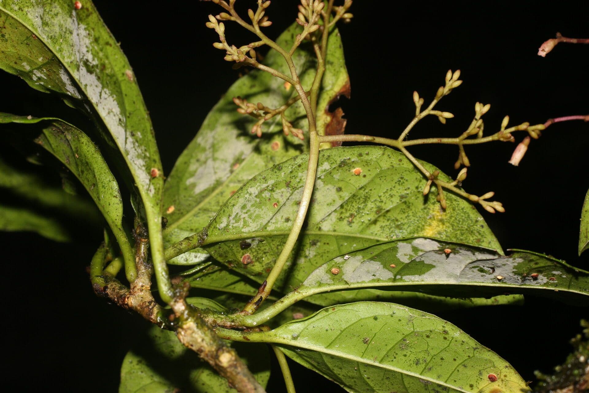 Neea laetevirens