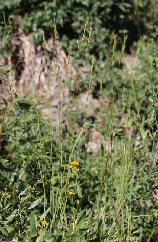 Bromus Suksdorfa 3