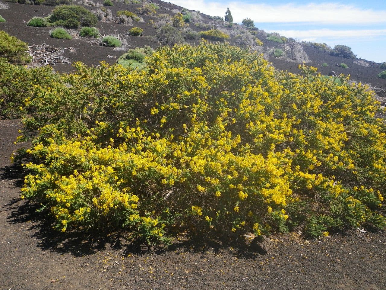 Adenocarpus viscoso 10