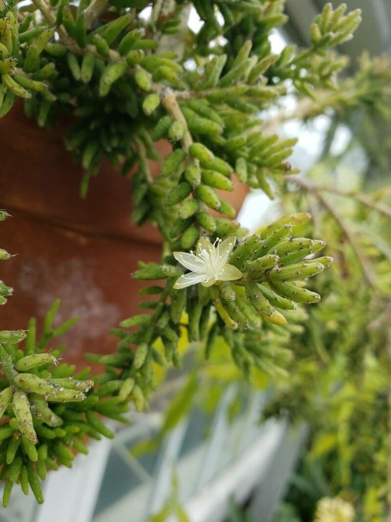 Rhipsalis 7
