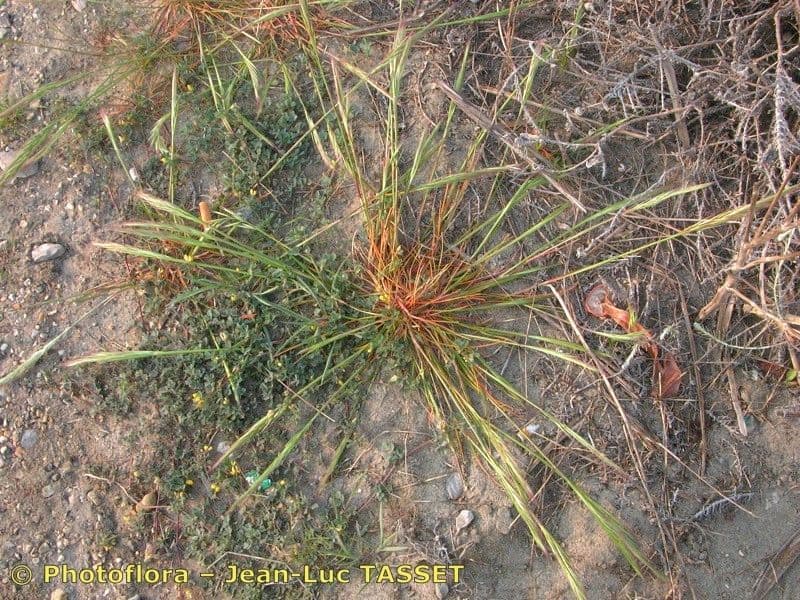 Vulpia membranacea 5