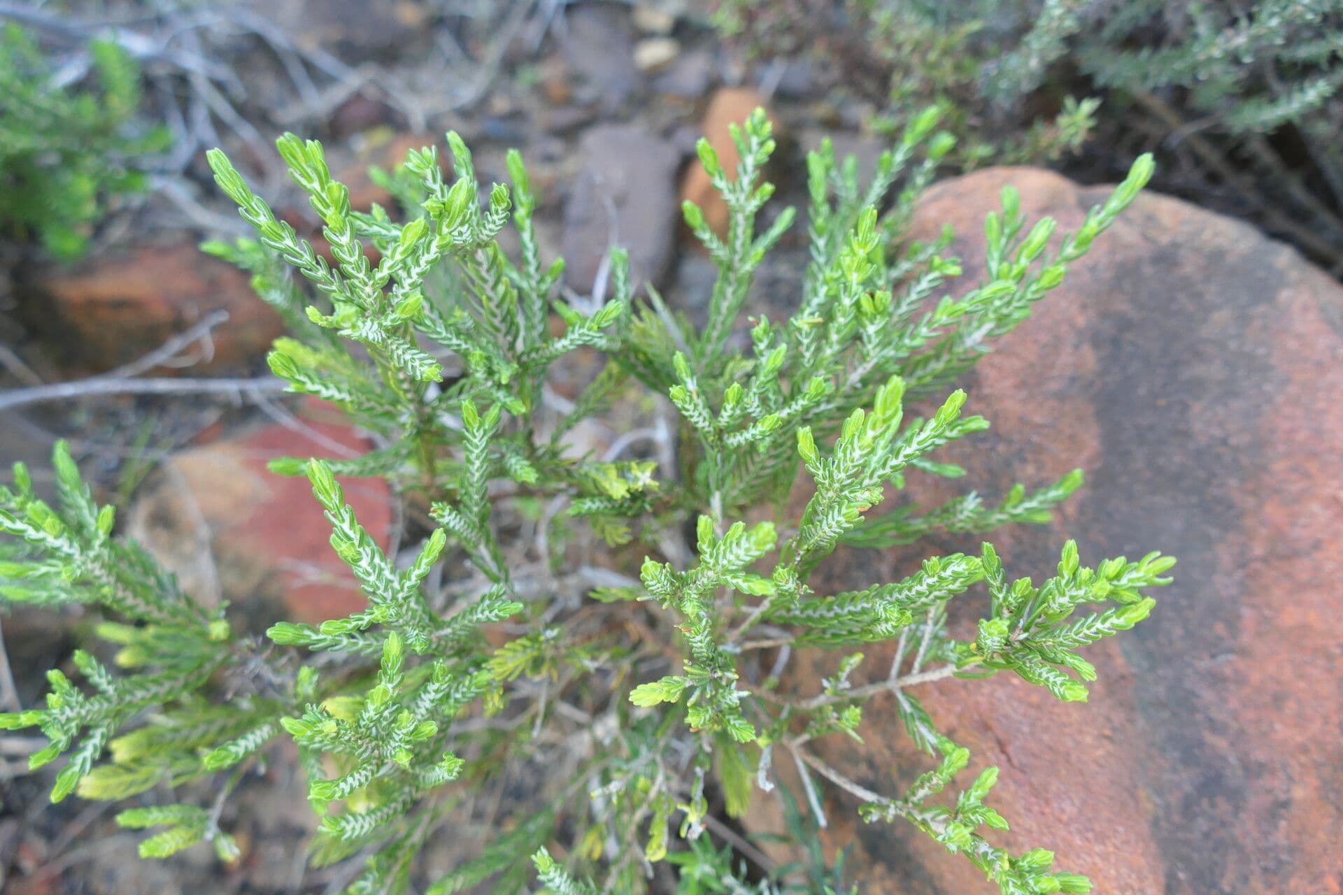 Passerina corimbosa