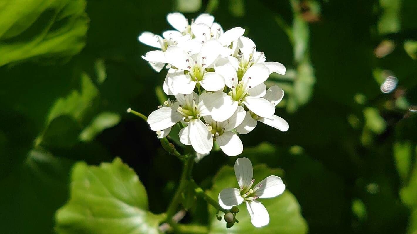 Gadia asarifolia 6