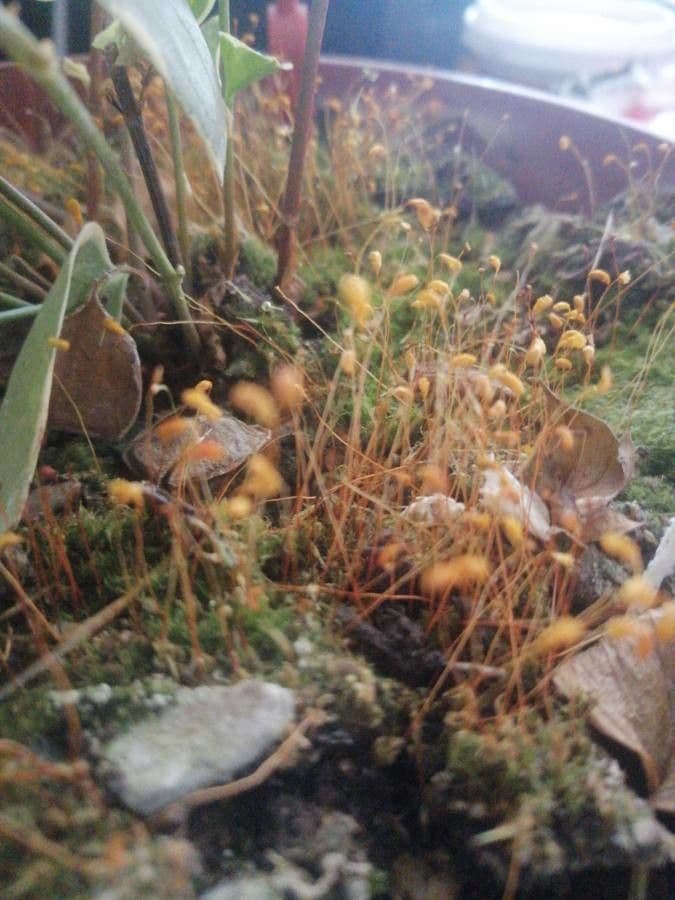 Cuscuta delle saline 15