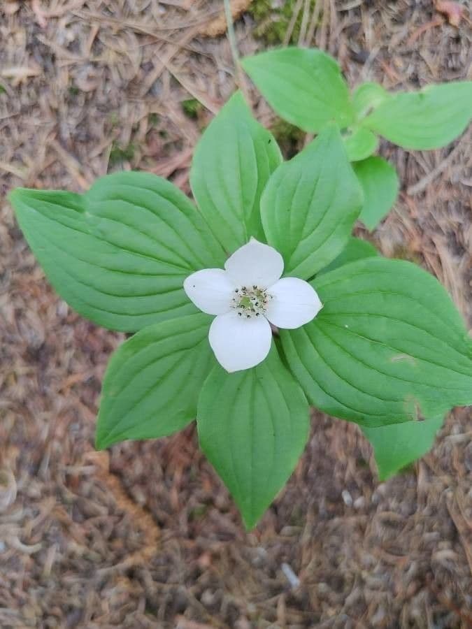 Cornus de Canadá 8