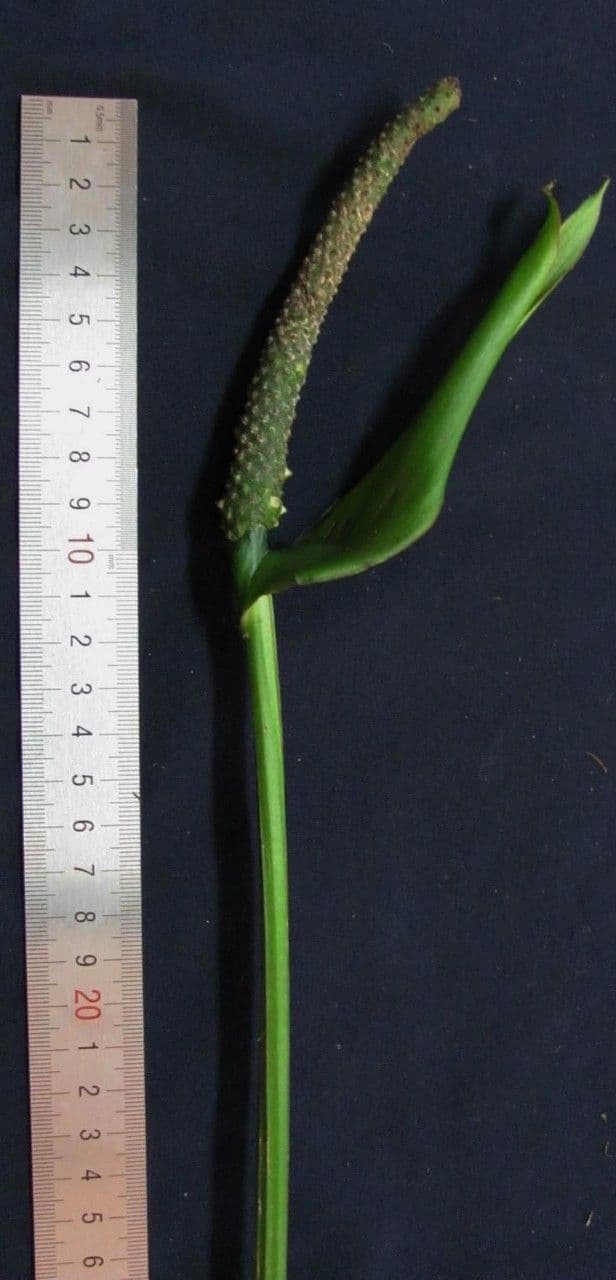 Anthurium 4