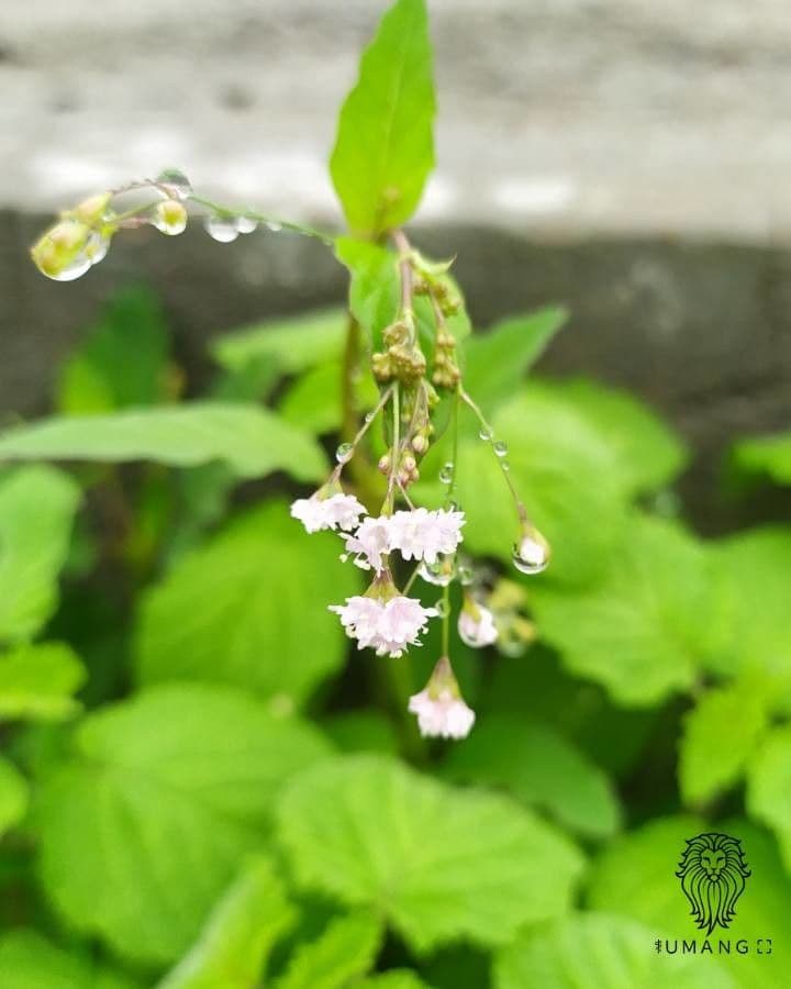 Boerhavia erecta 8