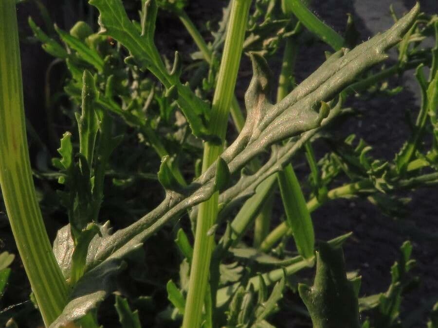 Schmutziges Greiskraut 20