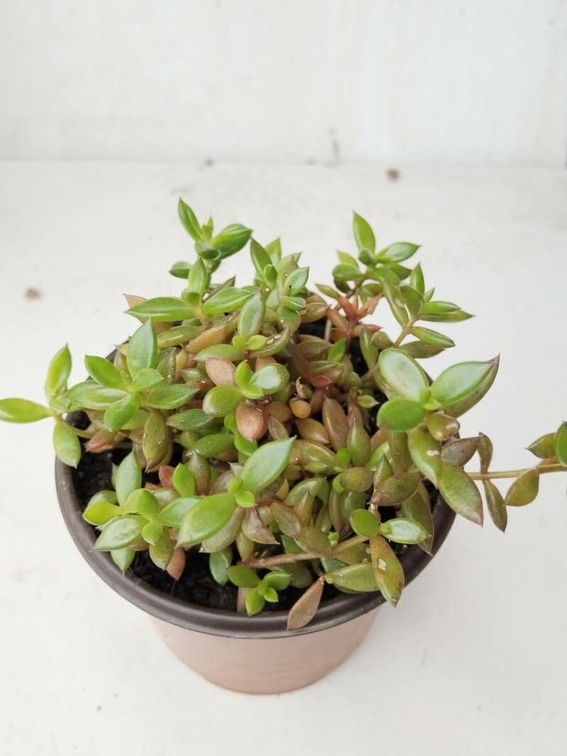 Portulaca 12